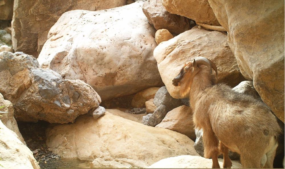 وادي السرين