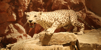 Museo de Historia Natural