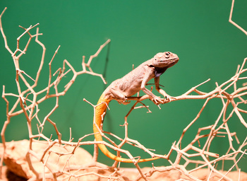 Museo de Historia Natural