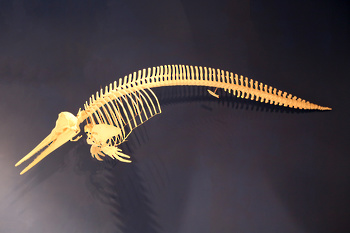 Museo de Historia Natural