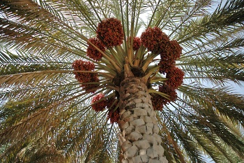 شجرة النخيل