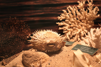 Museo de Historia Natural
