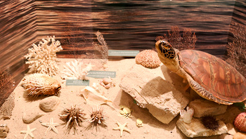 Museo de Historia Natural