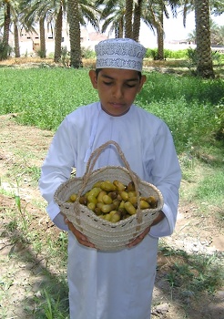 الرطب العماني