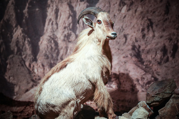 Museo de Historia Natural