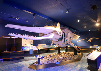 Museo de Historia Natural