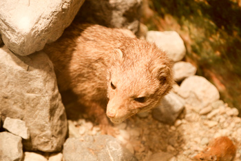 Museo de Historia Natural