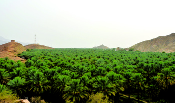 اشجار النخيل