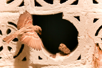 Museo de Historia Natural