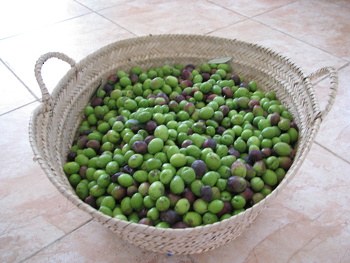 الثروة الزراعية 