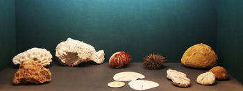 Museo de Historia Natural