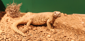 Museo de Historia Natural