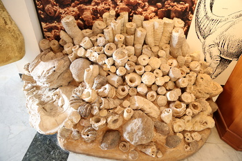 Museo de Historia Natural