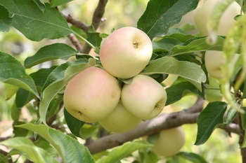 الثروة الزرعية في السلطنة