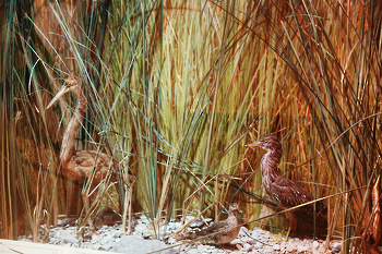 Museo de Historia Natural