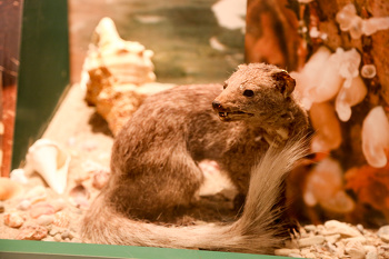 Museo de Historia Natural