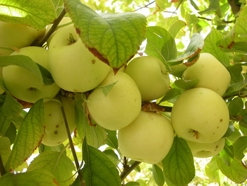 شجرة التفاح