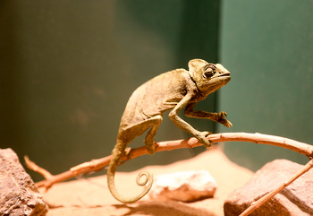 Museo de Historia Natural