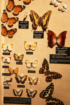 Museo de Historia Natural