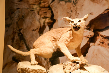 Museo de Historia Natural