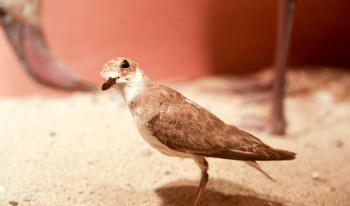 Museo de Historia Natural