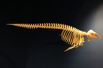 Museo de Historia Natural