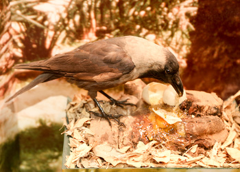 Museo de Historia Natural