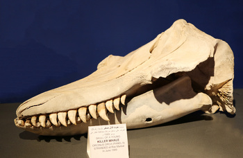 Museo de Historia Natural