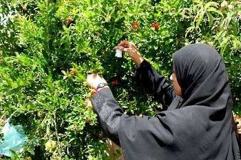 الثروة الزرعية في السلطنة