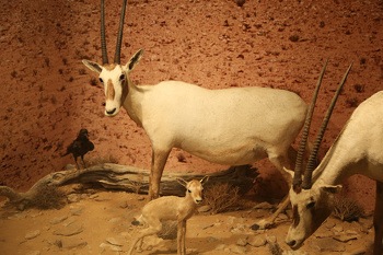 Museo de Historia Natural