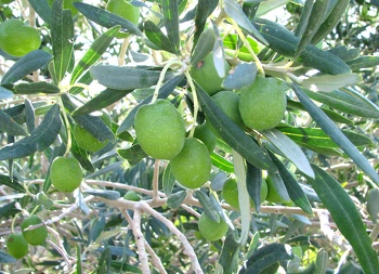 الثروة الزراعية 