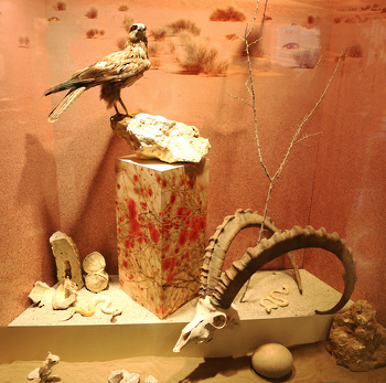 Museo de Historia Natural
