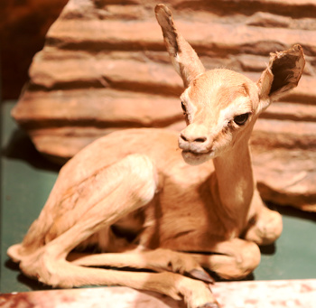 Museo de Historia Natural