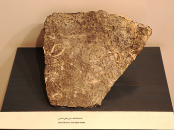 Museo de Historia Natural