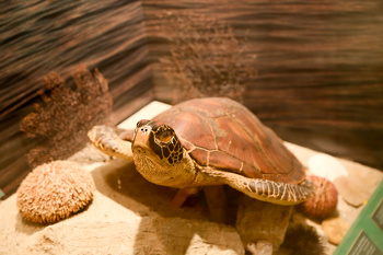 Museo de Historia Natural