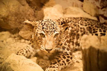 Museo de Historia Natural
