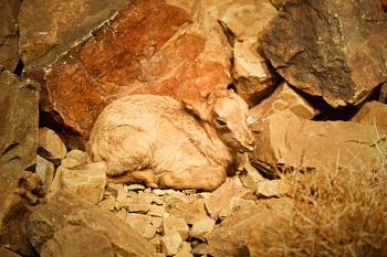 Museo de Historia Natural