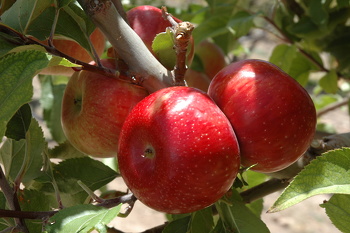 الثروة الزرعية في السلطنة