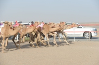 الخيل والهجن