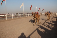 الخيل والهجن