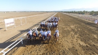الخيل والهجن