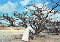 حصاد اللبان