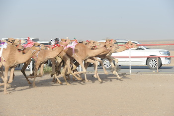 Horse and camel