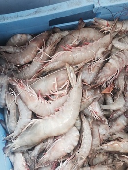 Richesse halieutique