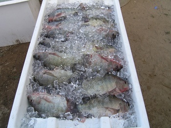 Recursos pesqueros