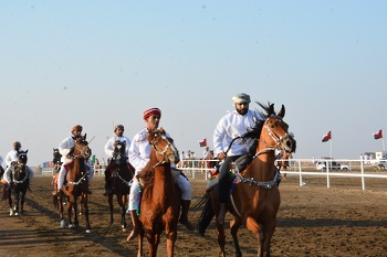 Horse and camel