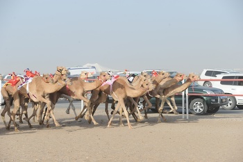 Horse and camel