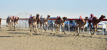 Horse and camel
