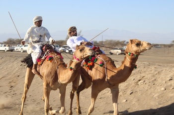 Horse and camel