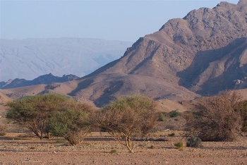 الحياة الفطرية في سلطنة عمان